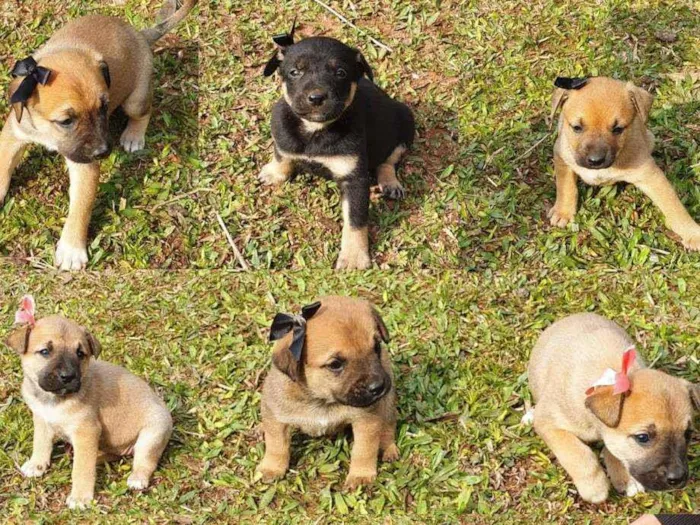 Cachorro ra a Indefinida idade Abaixo de 2 meses nome Luvinha