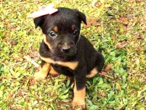 Cachorro raça Indefinida idade Abaixo de 2 meses nome Pérola 