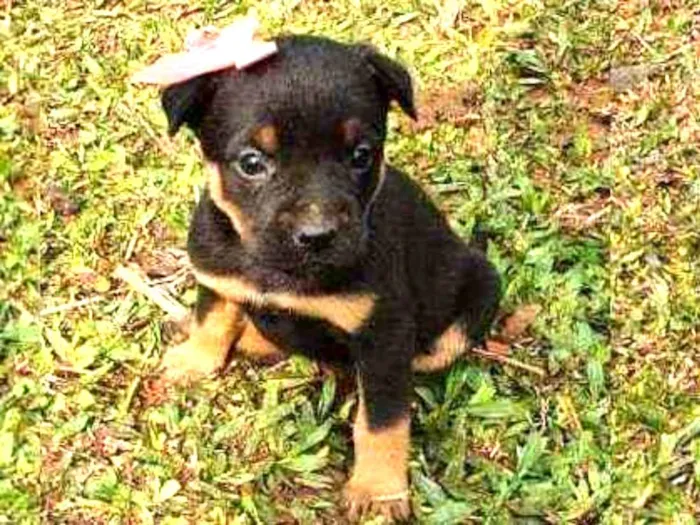 Cachorro ra a Indefinida idade Abaixo de 2 meses nome Pérola 