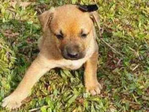Cachorro raça Indefinida idade Abaixo de 2 meses nome Trovão 
