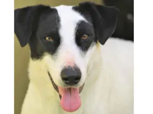 Cachorro raça  idade 4 anos nome Neca