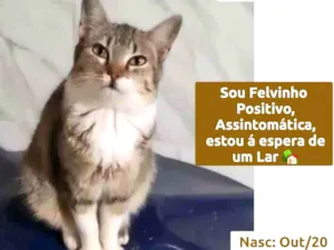 Gato raça SRD idade 7 a 11 meses nome AGNES