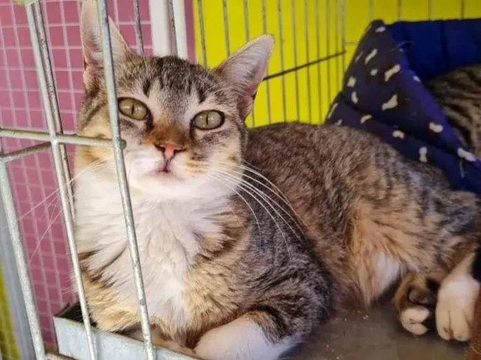 Gato raça SRD idade 7 a 11 meses nome AGNES
