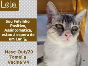 Gato raça SRD idade 7 a 11 meses nome LOLITA