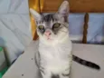 LOLITA