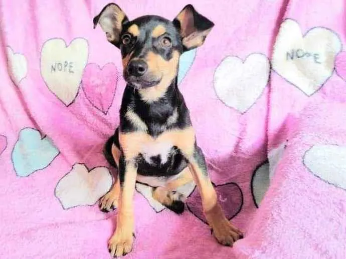 Cachorro ra a SRD idade 2 a 6 meses nome Olga 