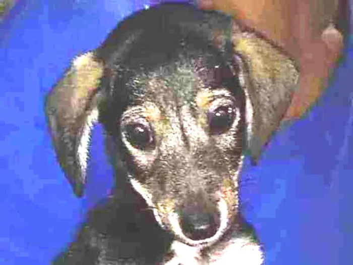Cachorro ra a SRD idade 2 a 6 meses nome Sem nome