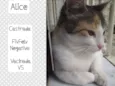 ALICE