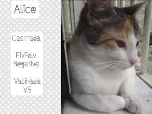 Gato raça SRD idade 7 a 11 meses nome ALICE
