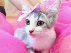 Gato raça SEM RAÇA DEFINIDA.  idade 2 a 6 meses nome SEM NOME. 