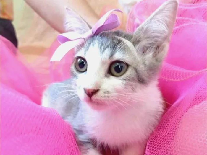 Gato ra a SEM RAÇA DEFINIDA.  idade 2 a 6 meses nome SEM NOME. 