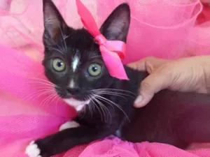 Gato raça SEM RAÇA DEFINIDA.  idade 2 a 6 meses nome SEM NOME. 