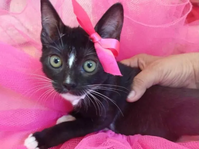 Gato ra a SEM RAÇA DEFINIDA.  idade 2 a 6 meses nome SEM NOME. 