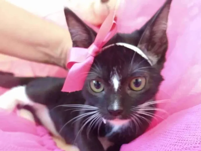Gato ra a SEM RAÇA DEFINIDA.  idade 2 a 6 meses nome SEM NOME. 