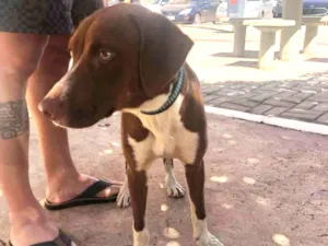 Cachorro raça SRD idade 7 a 11 meses nome Scooby-Doo