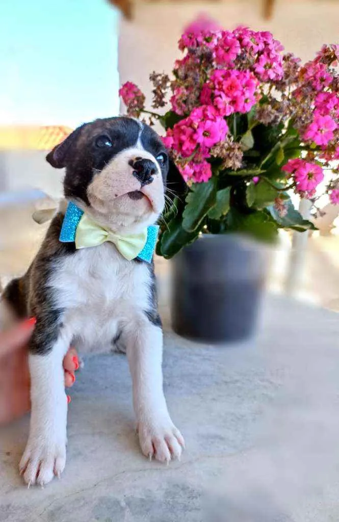 Cachorro ra a  idade Abaixo de 2 meses nome Igor