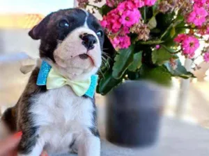 Cachorro raça  idade Abaixo de 2 meses nome Igor