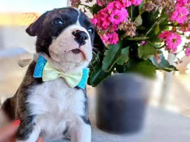 Cachorro ra a  idade Abaixo de 2 meses nome Igor