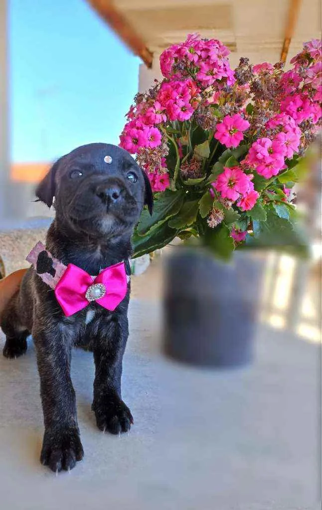 Cachorro ra a  idade Abaixo de 2 meses nome Lili