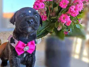 Cachorro raça  idade Abaixo de 2 meses nome Lili