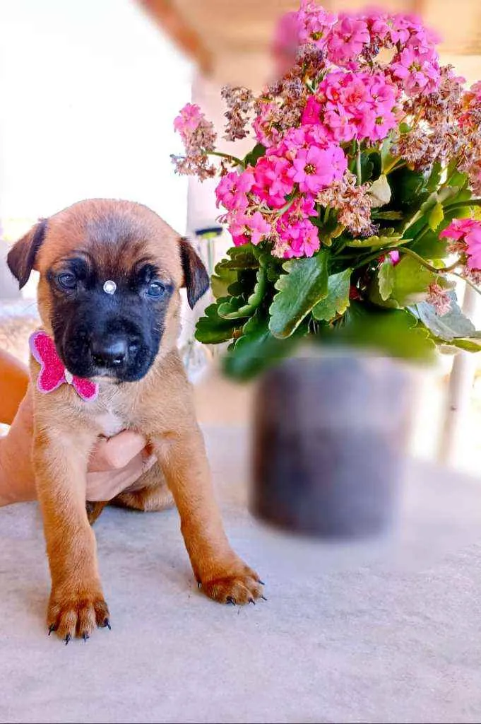Cachorro ra a Srd idade Abaixo de 2 meses nome Nina