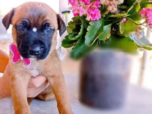 Cachorro raça Srd idade Abaixo de 2 meses nome Nina