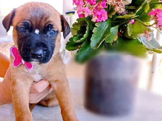 Cachorro ra a Srd idade Abaixo de 2 meses nome Nina