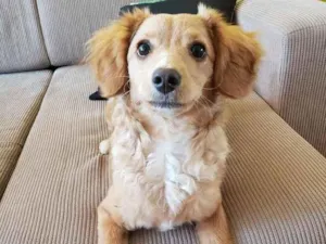 Cachorro raça SRD  idade 2 a 6 meses nome Sem nome