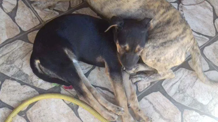 Cachorro raça SRD idade  nome Não  tem