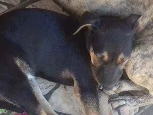 Cachorro raça SRD idade  nome Não  tem