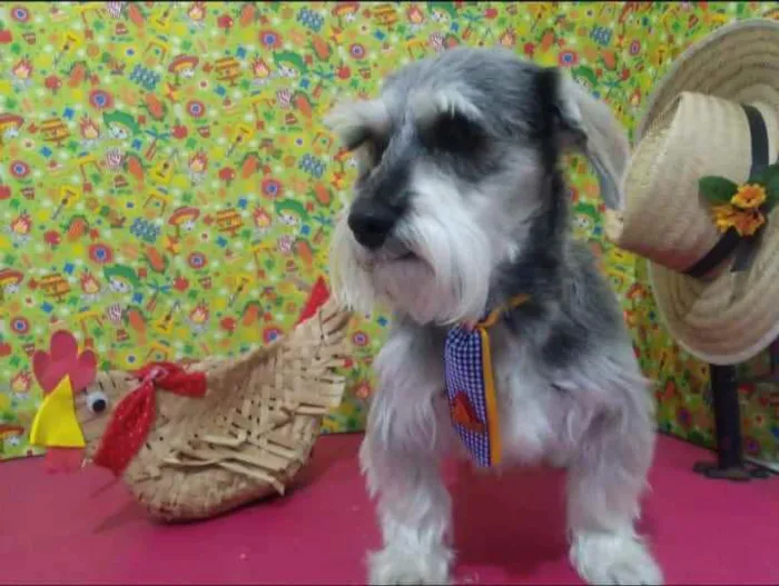 Cachorro ra a Schnauzer idade 4 anos nome Grisa