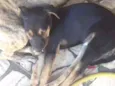 Não  tem