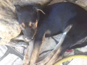 Cachorro raça SRD idade  nome Não  tem