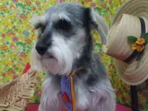 Cachorro raça Schnauzer idade 4 anos nome Grisa