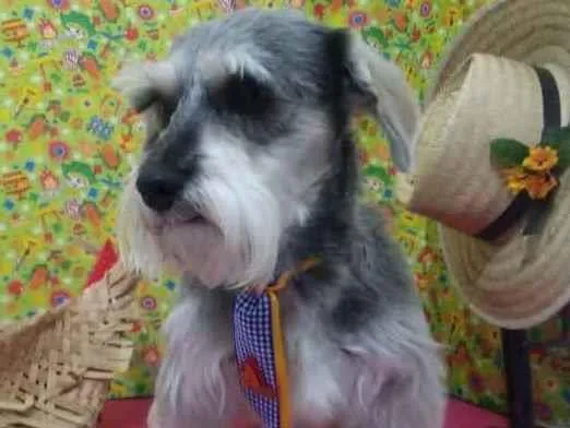 Cachorro ra a Schnauzer idade 4 anos nome Grisa