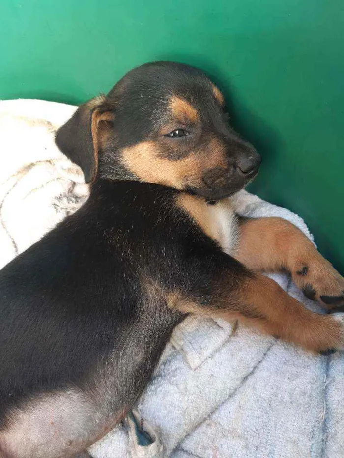 Cachorro ra a Não definidas  idade 2 a 6 meses nome São 9 filhotes 