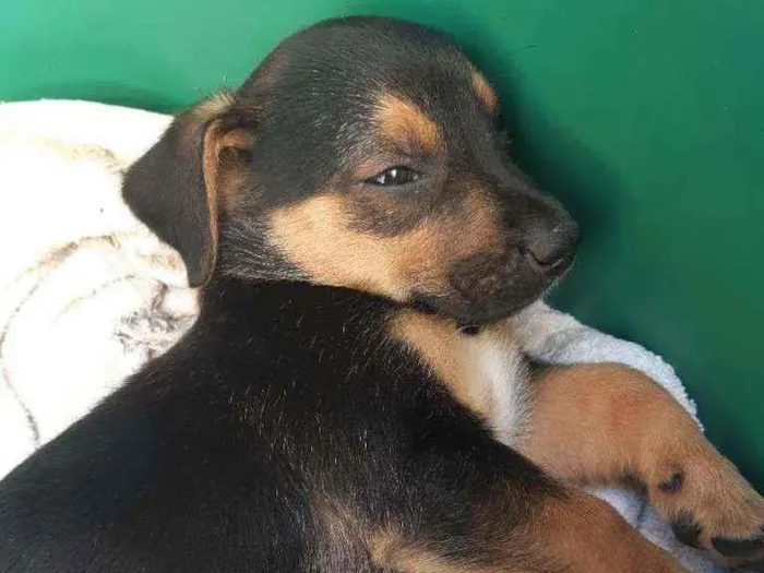Cachorro ra a Não definidas  idade 2 a 6 meses nome São 9 filhotes 