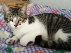 Gato raça Srd idade 2 a 6 meses nome Baltazar