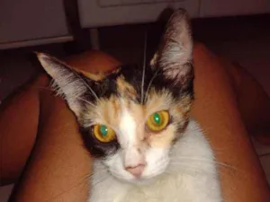 Gato raça Pé duro idade 1 ano nome (sem nome)