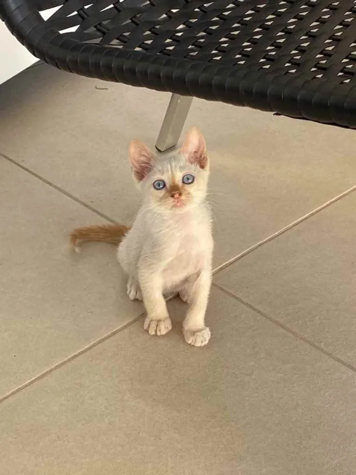 Gato ra a Sem raça  idade Abaixo de 2 meses nome Adoção responsável 