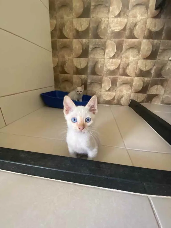 Gato ra a Sem raça  idade Abaixo de 2 meses nome Adoção responsável 