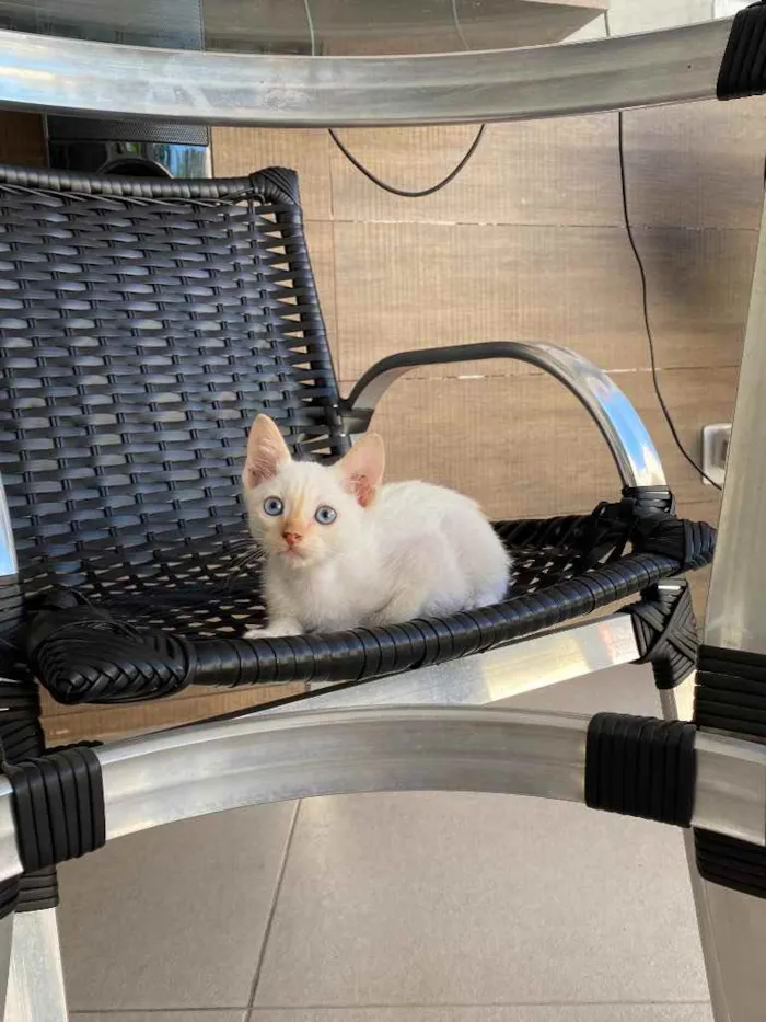 Gato ra a Sem raça  idade Abaixo de 2 meses nome Adoção responsável 