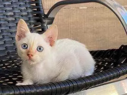 Gato ra a Sem raça  idade Abaixo de 2 meses nome Adoção responsável 