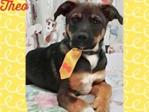 Cachorro raça SRD  idade 2 a 6 meses nome Theo 