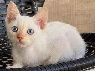 Gato ra a Sem raça  idade Abaixo de 2 meses nome Adoção responsável 