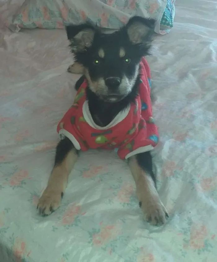 Cachorro raça SRD-ViraLata idade 2 a 6 meses nome sem nome