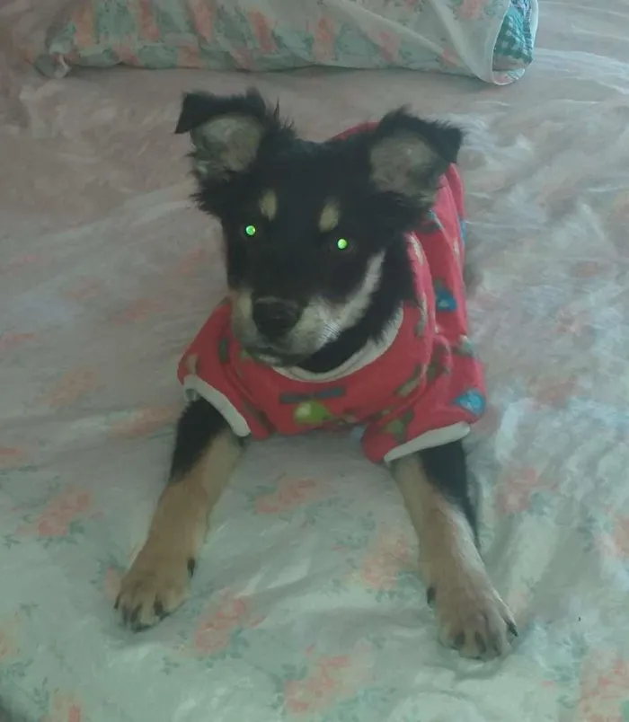 Cachorro raça SRD-ViraLata idade 2 a 6 meses nome sem nome