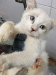 Elsa