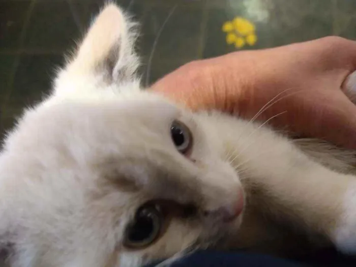 Gato ra a Indefinida idade 2 a 6 meses nome Elsa