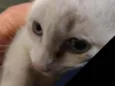 Elsa